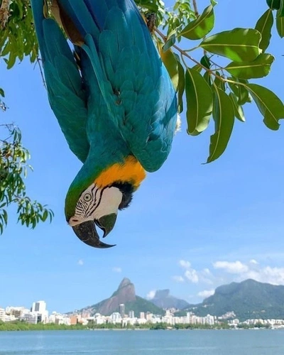 Rio (@luanammc) / Cosmos