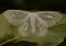 Cover of earth spiri... cluster