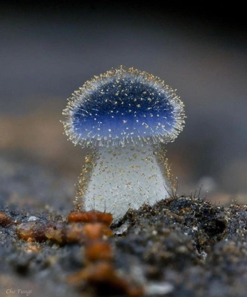 A cover of "Mush" cluster. The owner is priscilafileti. The cluster consists of 2 elements.