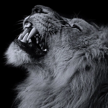 A cover of "Animale" cluster. The owner is anguineusvir. The cluster consists of 32 elements.