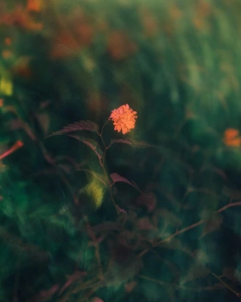 A cover of "Self Made" cluster. The owner is luzubillaga. The cluster consists of 247 elements.