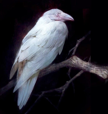 A cover of "Ecliptic Visionary" cluster. The owner is deviiancetv. The cluster consists of 276 elements.