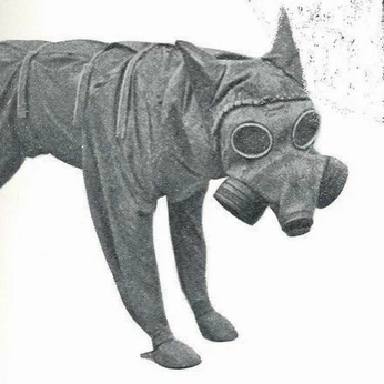 A cover of "animals" cluster. The owner is spaghettisoldier. The cluster consists of 19 elements.