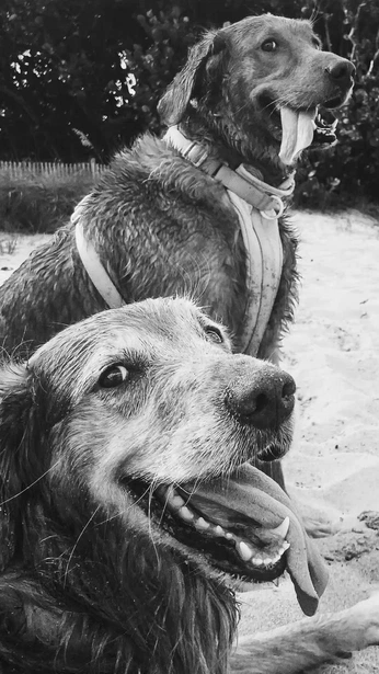 A cover of "dog" cluster. The owner is syringa. The cluster consists of 6 elements.