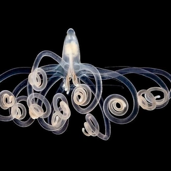 A cover of "Bellisima" cluster. The owner is ginavalente. The cluster consists of 49 elements.