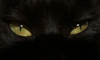 A cover of "sleek" cluster. The owner is absenceofechoes. The cluster description is "what if love’s a crime? i’ll be wanted.". The cluster consists of 20 elements.