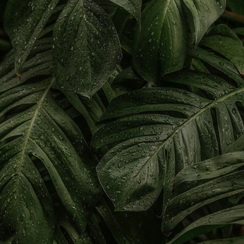 A cover of "GREEN" cluster. The owner is jaaycee. The cluster consists of 15 elements.