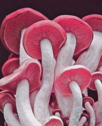 A cover of "mycology" cluster. The owner is devouringworlds. The cluster consists of 28 elements.