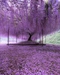 Cover of Purple tree... cluster