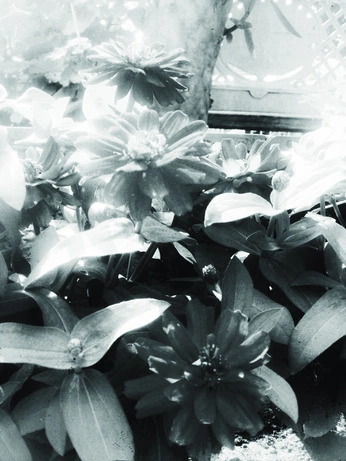 A cover of "FLOWERS" cluster. The owner is iluvtomakeart. The cluster consists of 3 elements.