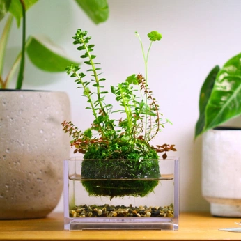 A cover of "Aquascapes." cluster. The owner is verdantvervain. The cluster consists of 17 elements.