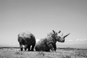 A cover of "blanco" cluster. The owner is bellamarielaa. The cluster consists of 24 elements.