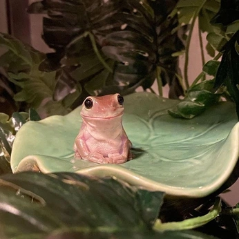 A cover of "Cute" cluster. The owner is eclipse56. The cluster consists of 4 elements.