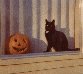 A cover of "CATBOOK FALL 2025" cluster. The owner is 666abigail. The cluster consists of 169 elements.