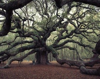 A cover of "brownie." cluster. The owner is thelanemiller. The cluster consists of 49 elements.