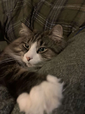 A cover of "Ghhh" cluster. The owner is niikoo. The cluster consists of 1 element.