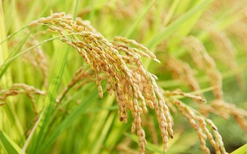 A cover of "Gạo" cluster. The owner is julesqu. The cluster consists of 36 elements.