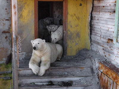 An image added by fiatlux on Dec 09, 2025. May present: abandoned russian research station polar bears, polar bear, kolyuchin island, bears, 2019 mass invasion of russian polar bears.