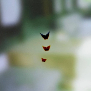 A cover of "nature" cluster. The owner is coraliek. The cluster consists of 2 elements.