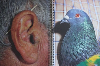 A cover of "editorial design" cluster. The owner is reali.design. The cluster consists of 32 elements.