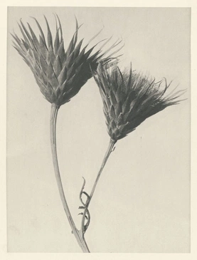 Karl Blossfeldt’s Urformen der Kunst (1928)