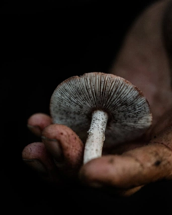 A cover of "MC Shoot_ October" cluster. The owner is ccrivero. The cluster consists of 32 elements.