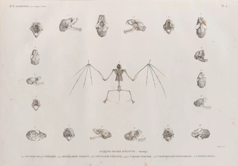A cover of "dampire" cluster. The owner is kerocomk. The cluster consists of 3 elements.