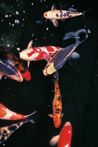 A cover of "wawww" cluster. The owner is angus5. The cluster consists of 28 elements.