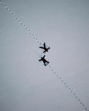 A cover of "Cards" cluster. The owner is cb.93. The cluster consists of 1 element.