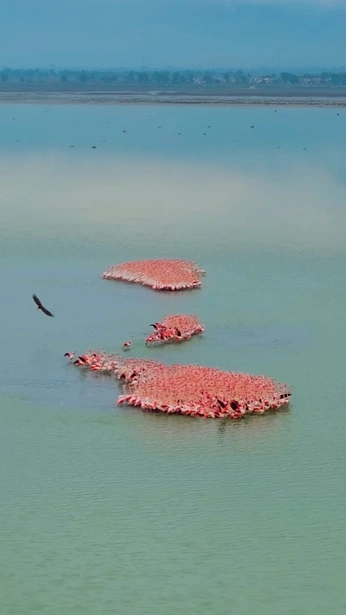 A cover of "Animals" cluster. The owner is nmcreatrix. The cluster consists of 14 elements.