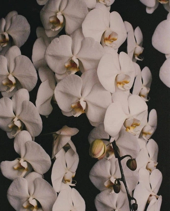 A cover of "Week 1: A Week in Photos" cluster. The owner is oliviairene. The cluster consists of 15 elements.