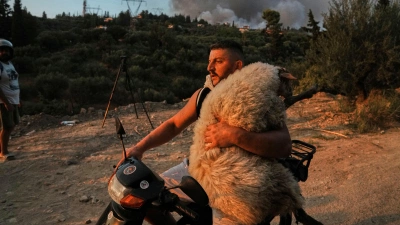 An image added by fiatlux on Jan 02, 2026. May present: man carrying sheep, sheep.