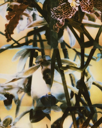 A cover of "nuance_flora" cluster. The owner is prilja. The cluster consists of 66 elements.