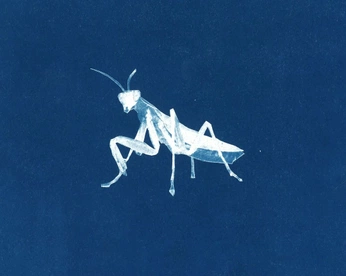 A cover of "inside" cluster. The owner is beetlebug. The cluster description is "spirit is inside of all of you and all the earth around us". The cluster consists of 15 elements.