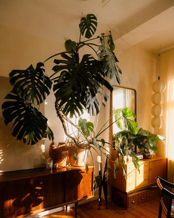 A cover of "Plants" cluster. The owner is ximonio. The cluster consists of 1 element.