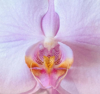 A cover of "insta" cluster. The owner is sophy. The cluster consists of 2 elements.