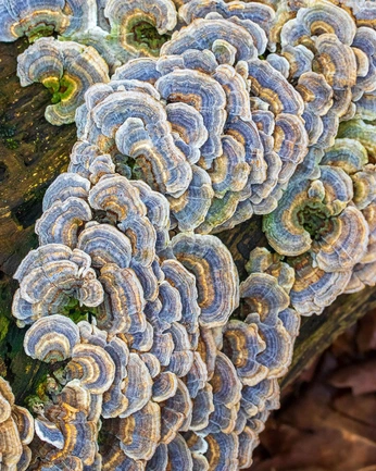 A cover of "2" cluster. The owner is nozusanvole. The cluster consists of 23 elements.