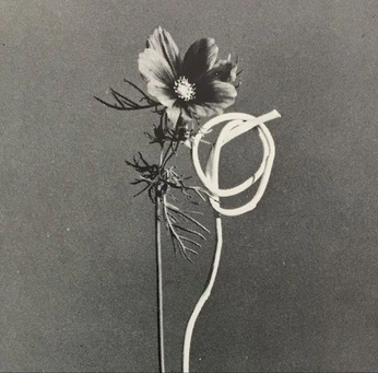 A cover of "Flowers" cluster. The owner is jeanstewart. The cluster consists of 71 elements.