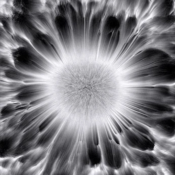 A cover of "+Design" cluster. The owner is syedm. The cluster consists of 49 elements.