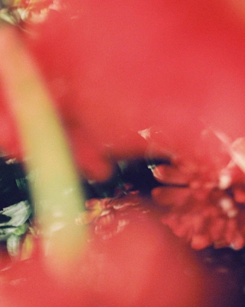 A cover of "photography" cluster. The owner is ameliawake. The cluster consists of 1 element.