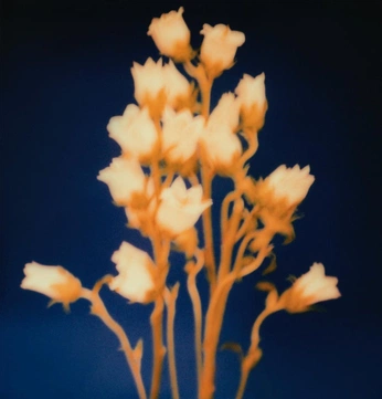 A cover of "No name yet 13" cluster. The owner is northium. The cluster consists of 2 elements.