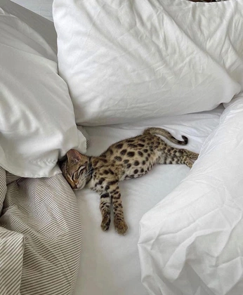 A cover of "Inspiration" cluster. The owner is emmy.woodington. The cluster consists of 13 elements.