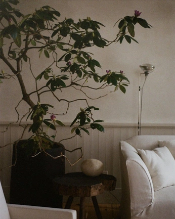 A cover of "natural" cluster. The owner is delisdiary. The cluster consists of 5 elements.