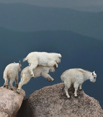 A cover of "animals" cluster. The owner is hunternoceda. The cluster consists of 3 elements.