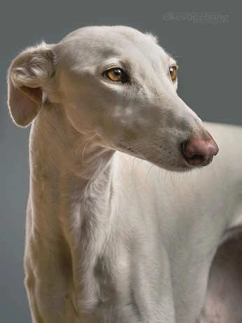 A cover of "animal reference" cluster. The owner is gummygoo. The cluster consists of 377 elements.