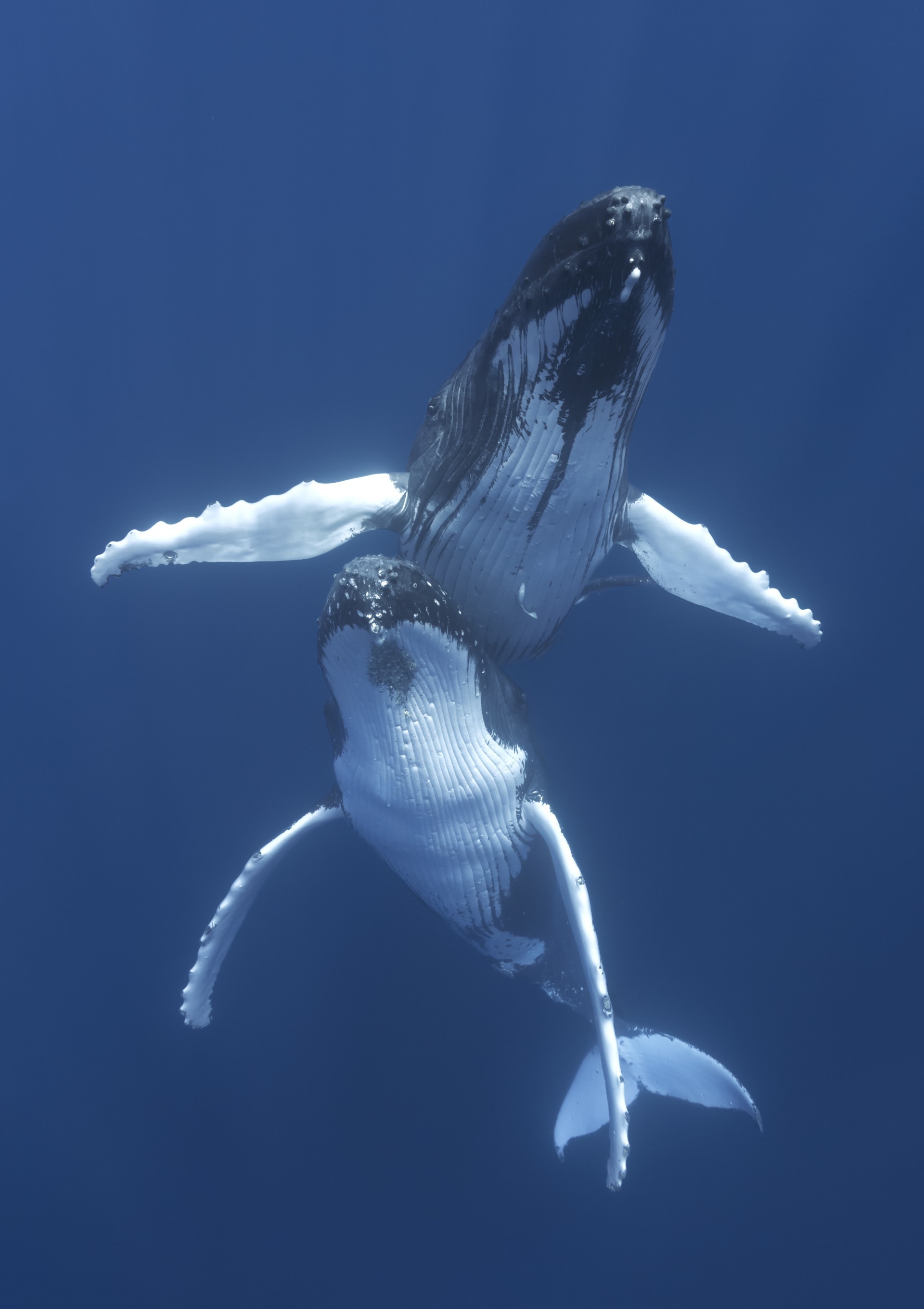 Ocean Life