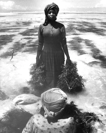 A cover of "Gullah Geechee Coastal" cluster. The owner is cyndy. The cluster consists of 24 elements.