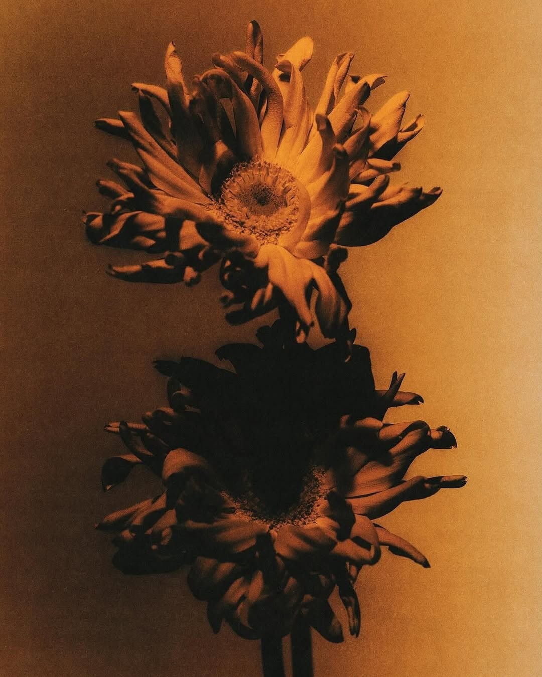 An Instagram  post added on Apr 26, 2025. The author is @sheena.miyake. May present: large-flowered cactus.