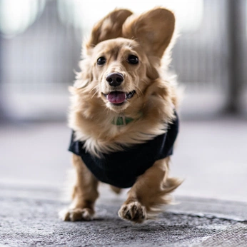 A cover of "weiner dogs" cluster. The owner is jakey. The cluster consists of 20 elements.