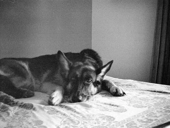 A cover of "Nonhuman" cluster. The owner is morrrr. The cluster consists of 6 elements.